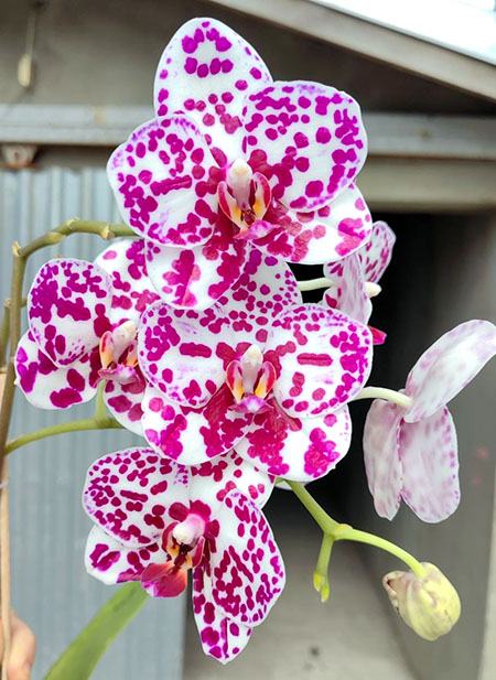 Phalaenopsis Mituo Sunrise 'Mituo #1'