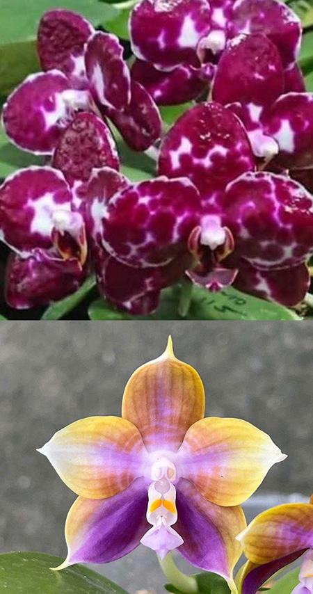 Phalaenopsis Mituo Sunrise 'Snow Red' x Mituo Obsidian