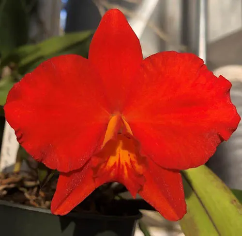 Sophrolaeliocattleya Seagull's Apricot  'Choice Morsel' x self