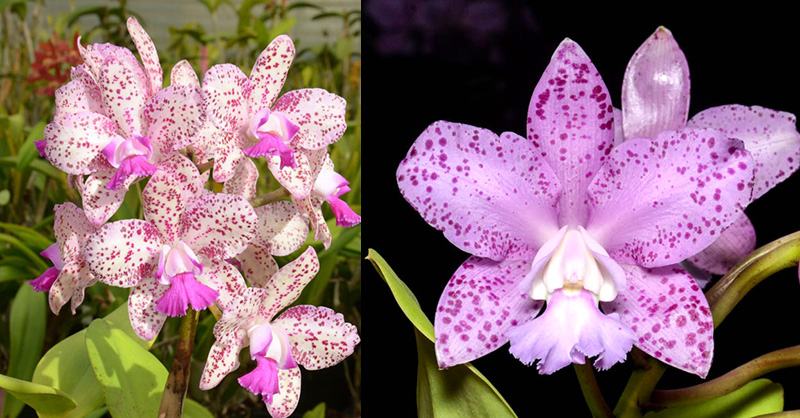 Cattleya Caudebec 'Linwood' AM/AOS 4n x Cattleya Benin 'Pink Leopard'