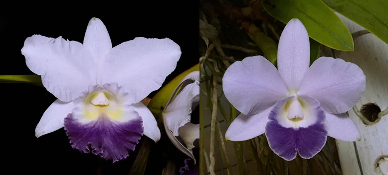 Cattleya Indigo Valentine 'Blueness' x Laeliocattleya Mini Purple 'Coerulea 4N'