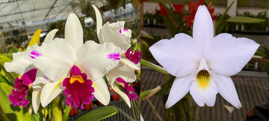 Laeliocattleya Magic Melody 'SVO' AM/AOS x Laelia anceps 'SVO Princess'