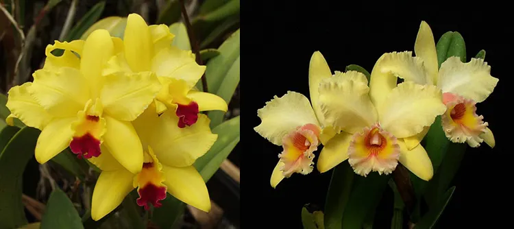 Laeliocattleya Tokyo Magic '6-1' AM/AOS x Brassolaeliocattleya George King 'Southern Cross' AM/AOS