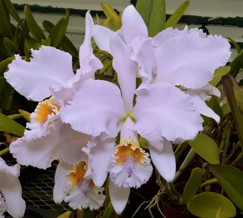 Cattleya mossiae f. coerulea 'SVO' 4n x self