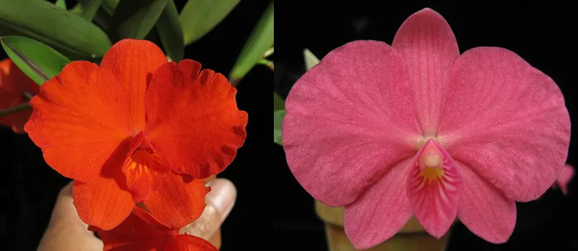 Sophronitis Wild Fire (Sophronitis coccinea 'SVO' AM/AOS x Sophronitis wittigiana 'Pink Opal' AM/AOS)