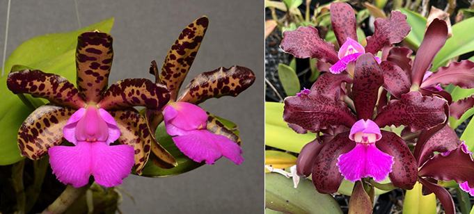 Cattleya Comet's Tail 'Super Nice' 4n x Cattleya Mareeba Tiger 'SVO'