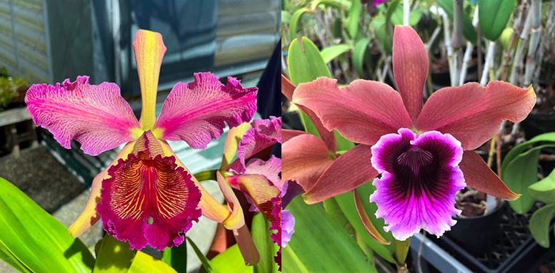 Cattleya Luminosa (Cattleya dowiana f. rosita 'Birthday Boy' x Laelia tenebrosa 'SVO Vinicolor')