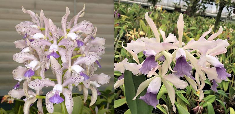 Cattleya Leoloddiglossa 'SVO Speckled Blue' FCC/AOS x Laeliocattleya Elegans 'Leviathan'