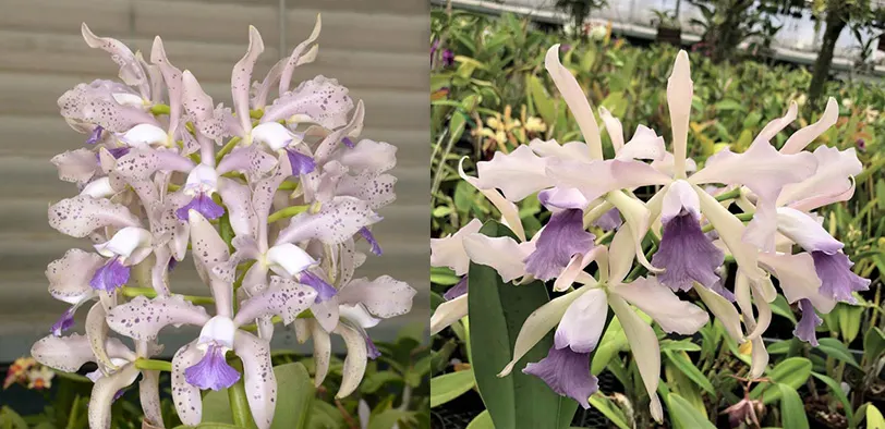 Cattleya Leoloddiglossa 'SVO Speckled Blue' FCC/AOS x Laeliocattleya Elegans 'Leviathan'