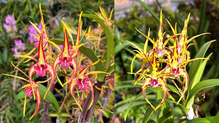 Dendrobium To Shay XOXO 'SVO' x Dendrobium Aussie Jester 'Jester'