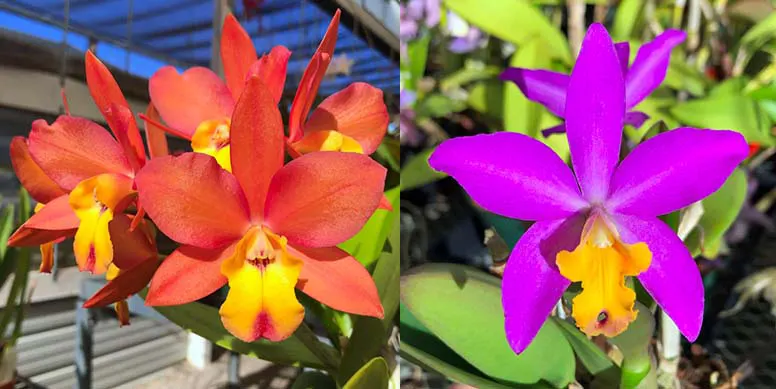 Laeliocattleya Jupiter Drops (Cattleya Orchidglade 'SVO' HCC/AOS x Laeliocattleya Tiny Treasure 'Star Amethyst' HCC/AOS)