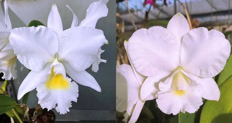 Cattleya Angel Bells 'Suzie' AM/AOS x Cattleya Victorian Lace 'Diamond Orchids'