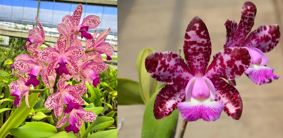 Cattleya Caudebec 'Marty's Orchids' x Cattleya Motte Spot 'Pink Phantom' AM/AOS