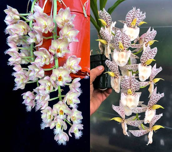 Clowesia Grace Dunn 'Live Oak' HCC/AOS x Catasetum Norm Tupper 'SVO Snow Leopard'