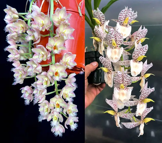 Clowesia Grace Dunn 'Live Oak' HCC/AOS x Catasetum Norm Tupper 'SVO Snow Leopard'