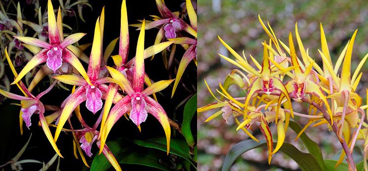 Dendrobium Willette Klausner Super Nova (Regal Gillieston 'SVO' x Aussie Parade 'Carrot Splash' AM/AOS)