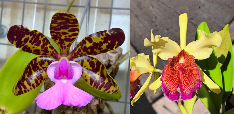 Cattleya Princesse Clementine (C. aclandiae 'Verde' AM/AOS x C. dowiana 'SVO Golden Lip')