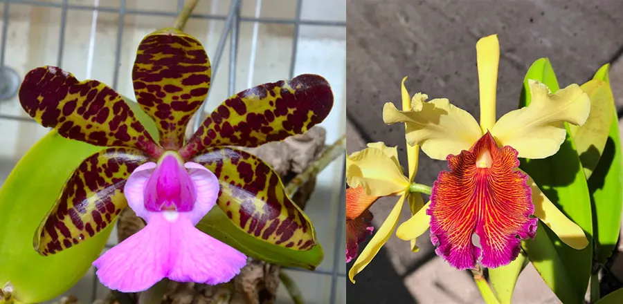 Cattleya Princesse Clementine (C. aclandiae 'Verde' AM/AOS x C. dowiana 'SVO Golden Lip')