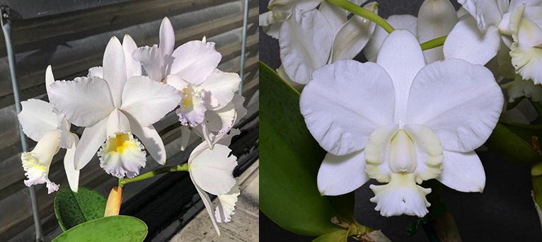 Cattleya Dubiosa 'Scully's' HCC/AOS x Cattleya Dolosa 'Gorgeous' AM/AOS