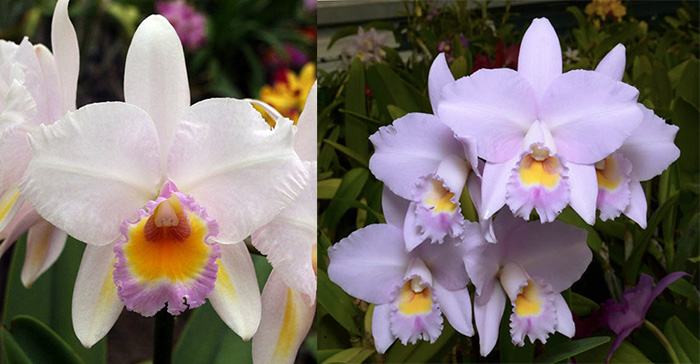 Brassolaeliocattleya Schroder's Love 'SVO' AM/AOS x Laeliocattleya Dubious George 'SVO' HCC/AOS