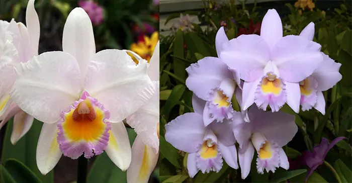 Brassolaeliocattleya Schroder's Love 'SVO' AM/AOS x Laeliocattleya Dubious George 'SVO' HCC/AOS