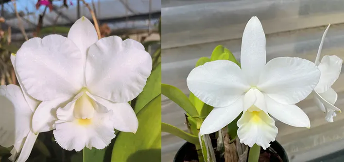 Cattleya Victorian Lace 'Diamond Orchids' x Laeliocattleya Arctic Moon 'Rochelle'