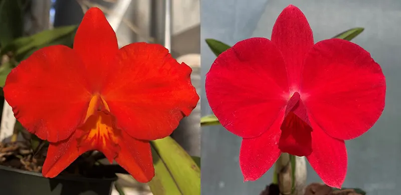 Sophrolaeliocattleya Exotic Red Extreme (Slc. Seagulls Apricot 'Choice Morsel' x Sl. Minipet 'Giant Sophro')