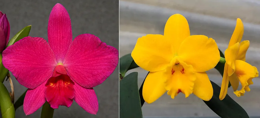 Sophrolaeliocattleya Jillian Lee (Sl. Orpetii 'Hidden Treasure 4N' AM/AOS x Sc. Beaufort 'Hartford's Elwood 4N' AM/AOS)