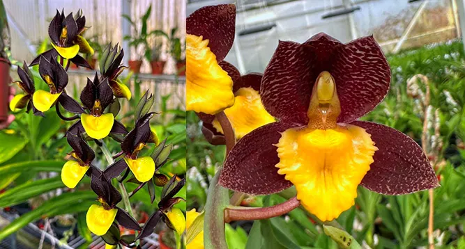 Catasetum Double Down 'BPYL' x Catasetum Fonseca Alfaro 'SVO'