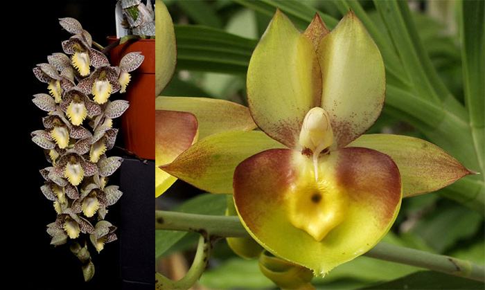 Catasetum Mem. Dorothy Wells (Ctsm. Dentigrianum 'SVO Excellence' x Ctsm. Portagee Star 'Brian Lawson's Sunrise' HCC/AOS)
