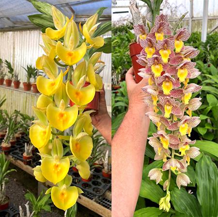 Catasetum Penang 'Doubloons' x Catasetum Dentigrianum 'Love This Flower'