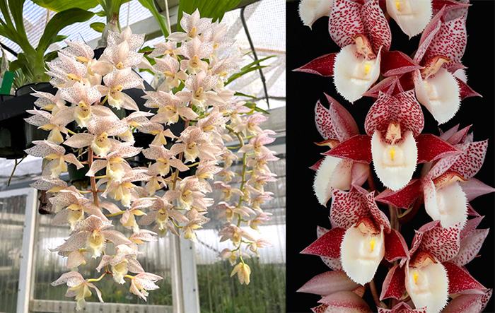 Clowesetum Cheryl Erins 'SVO' x Catasetum Melana Davison 'SVO' AM/AOS