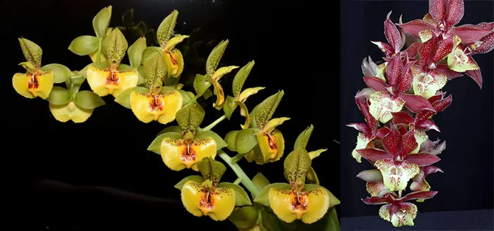 Catasetum Richard Fulford 'SVO' x Catasetum Lata Laxman 'SVO' AM/AOS