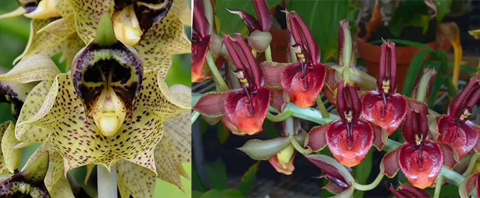 Catasetum sanguineum 'Monkey Face' x Catasetum spitzii 'Red 48'