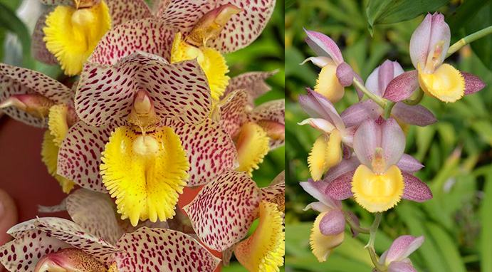 Catasetum Dentigrianum 'Very Nice' x Catasetum Chuck Taylor 'SVO Sunshine'