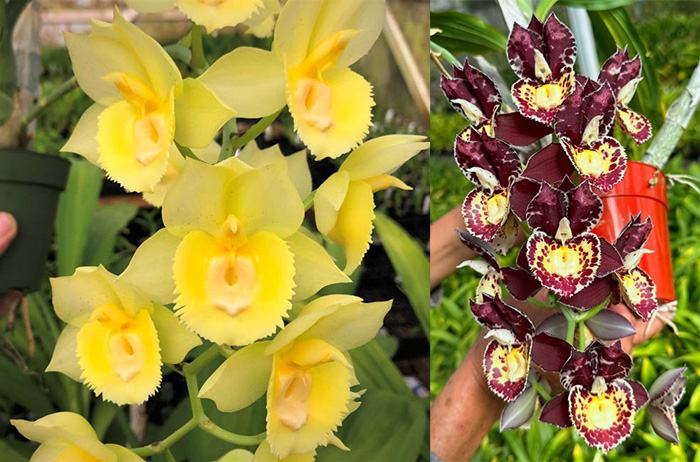 Catasetum Diana's Dots (Ctsm. Diana's Dots 'SVO' x Ctsm. Diana's Dots 'Bold Spots')