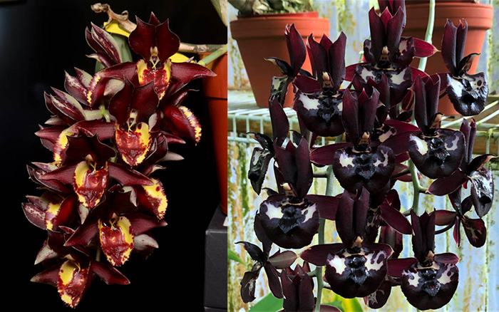 Catasetum Melana Davison 'Hoorah' x Catasetum Extravaganza 'Killer Lips'