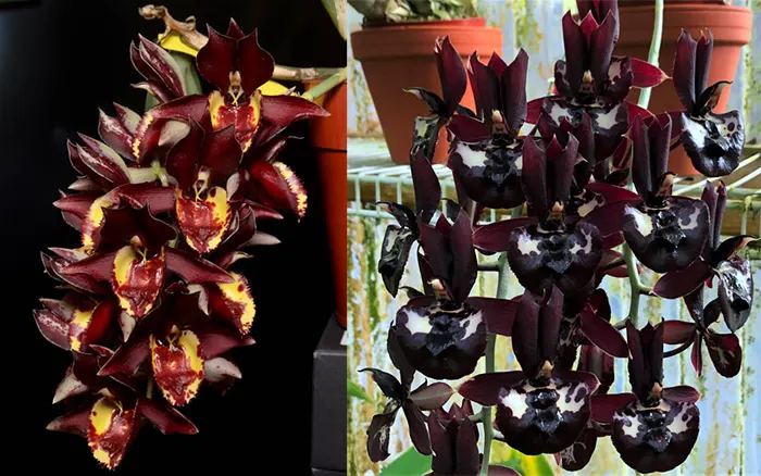 Catasetum Melana Davison 'Hoorah' x Catasetum Extravaganza 'Killer Lips'