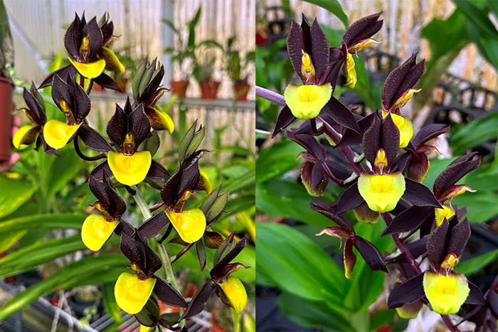 Catasetum Double Down 'BPYL' x Catasetum Joseito's Moonlight 'Dark Petals Yellow Lip'
