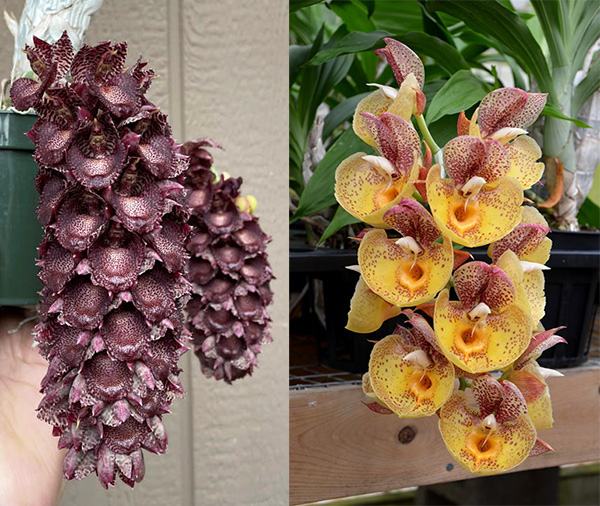 Catasetum ivaneae 'Purple Fantasy' x Catasetum Orchidglade 'Davie Ranches' AM/AOS
