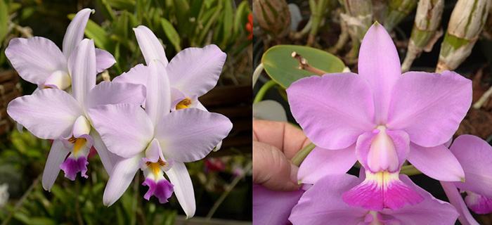 Laeliocattleya Twilight Song (L. anceps 'SanBar Pink Virtue' AM/AOS x C. walkeriana 'The Chairman' AM/AOS)
