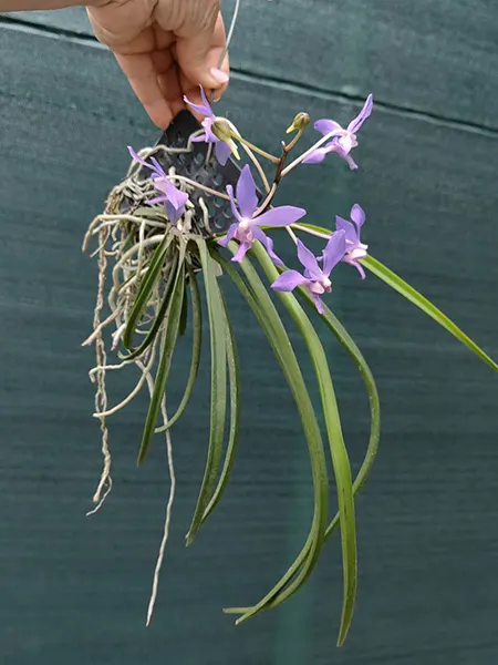 Darwinara Charm 'Blue Star' x Paraphalaenopsis labukensis