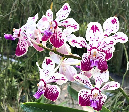 Vanda Kultana Fragrance x luzonica