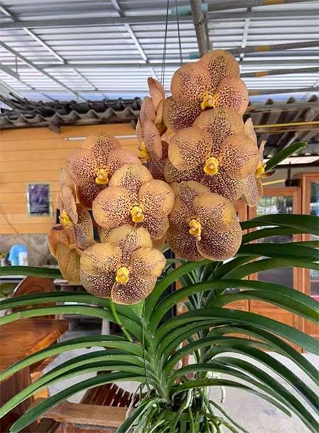 Vanda His Majesty King Charles III