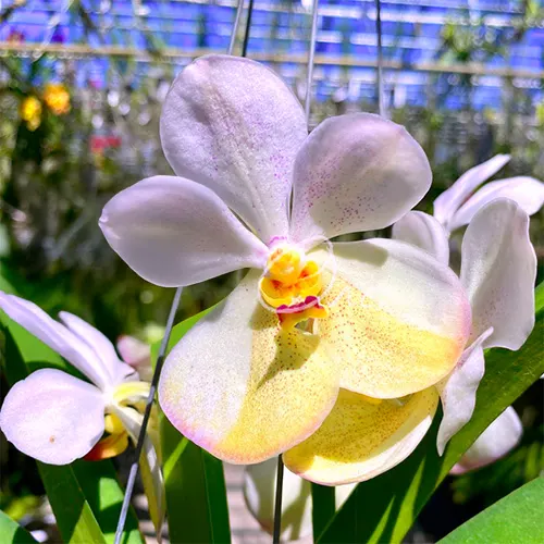 Vanda Harkana Tkatchenko