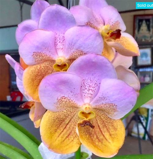 Vanda Thonglor-sand x Suksamran Gold