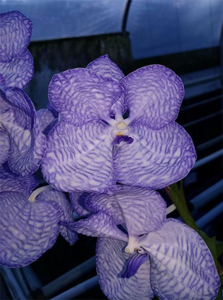 Vanda coerulea (selected mericlone)