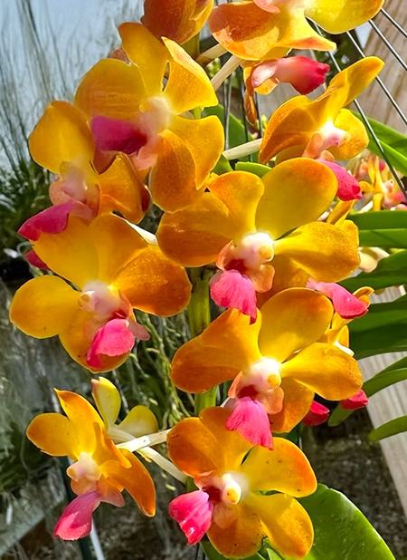 Vanda Suwannaphum Sunshine