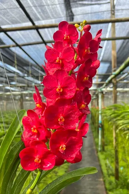 Vanda SW New Year Red 'Adisak'