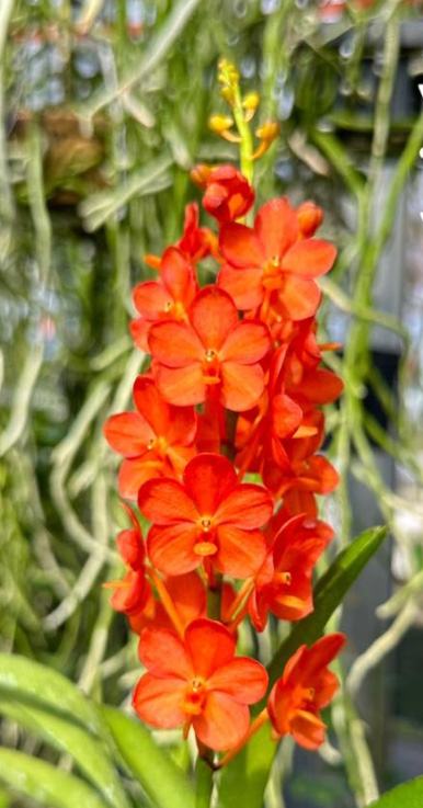 Vanda curvifolia Sagarik Gold 'Red Waxy'